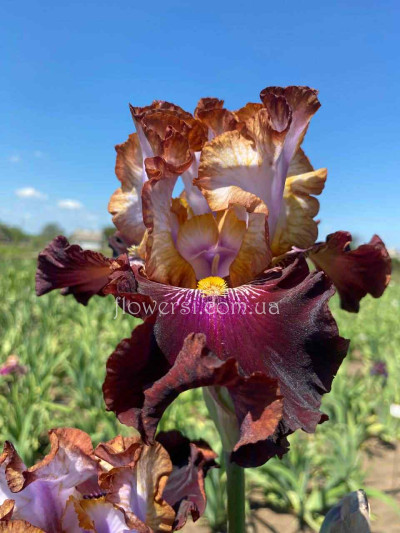 Ірис Топ лайн (Top Line) Sutton M.-2021