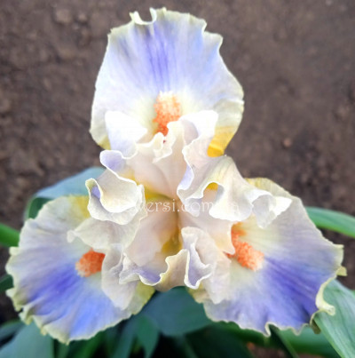 Ирис Шёз Дилайт-Cher's Delight-(Black'2017)