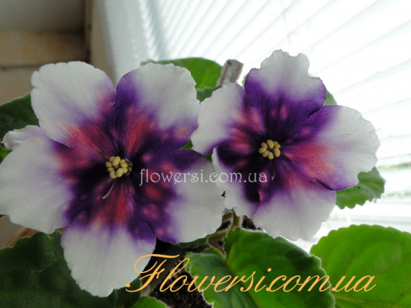 Фиалка РС-Комета 