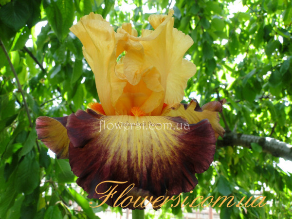 Ирис Бразилиан Арт (Brazilian Art)