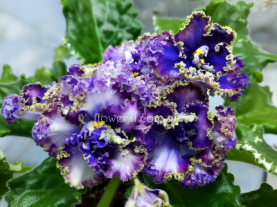 Фиалка Dn-Леший 