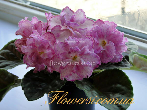 Фиалка  ЛЕ-Марципановая Роза