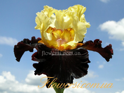 Ирис  Махогени Маджик (Мahogahy Мagic)