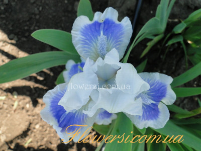 Ирис Биг блу Айз (Big Blue Eyes) 