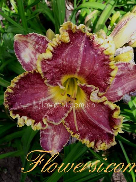 Лилейник  Алекса Катрин - (Alexa Kathryne)