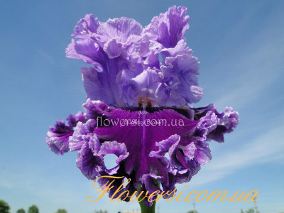 Ирис Луизэс Сонг (Louisa's Song) 