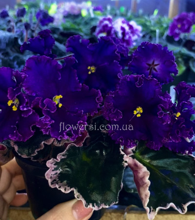 Фиалка Royal Rage ( Sorano)