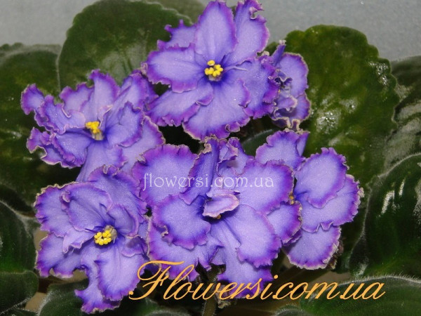 Фиалка Blue Dragon (Sorano)
