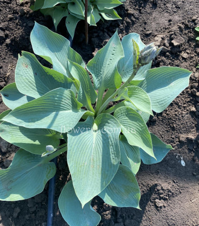 Хоста Блю Энджел ("Blue Angel")