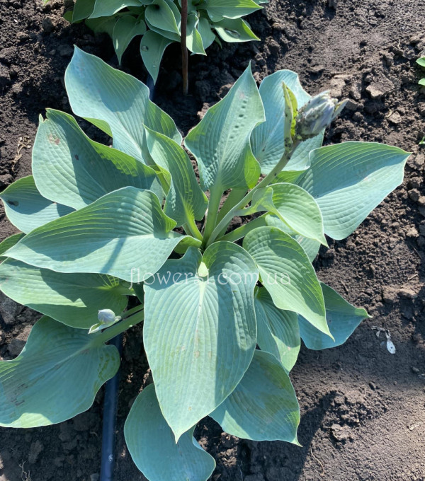 Хоста Блю Энджел ("Blue Angel")