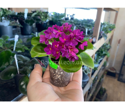 Фіалка Hunter’s Wanna See My Stinger