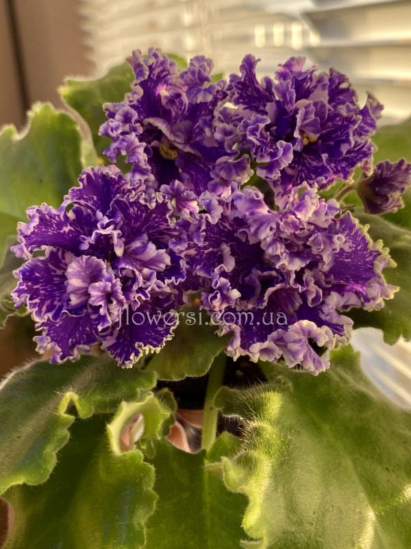 Фіалка АВ-Искусство Волны