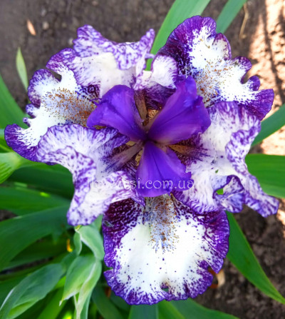 Ирис Кул Дуд (Cool Dude) Black'2017