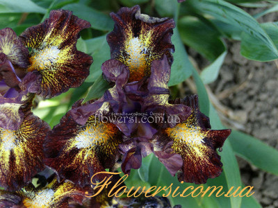 Ирис Кейчин (Keychin )