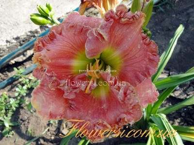 Лилейник Pistachio Eyes