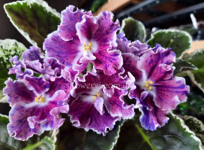 Фиалка НД-Хлопушка 