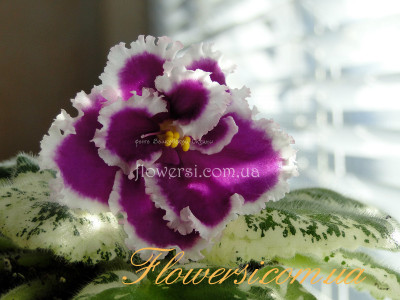 Фиалка Dn-Пістряві метелики(Д. Денисенко)