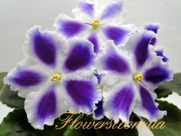 Фиалка  ЕК-Рок-н-Ролл 