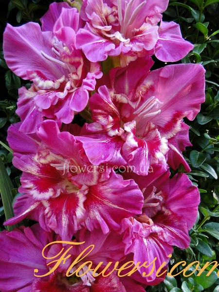 Гладiолус Персідскій ковер