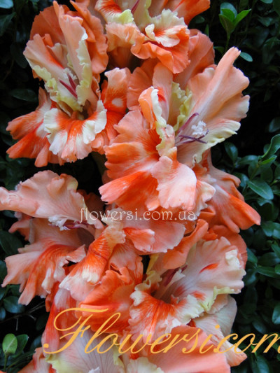 Гладiолус  Давай Поколдуєм  