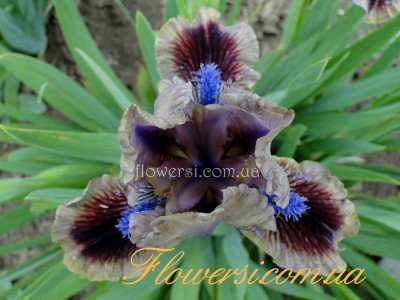 Ирис Вечоры на Хутори 