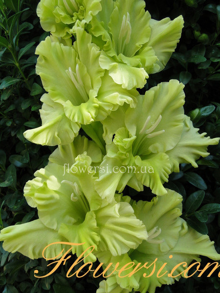 Гладiолус Сердце джунглей 