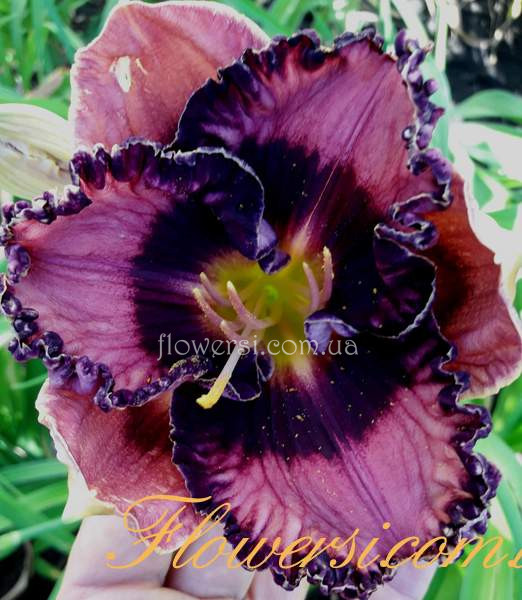 Лилейник Rock Candy (Рок Кэнди)