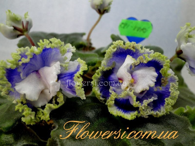 Фиалка Kei-Yoki (Horikoshi/Shinohara)