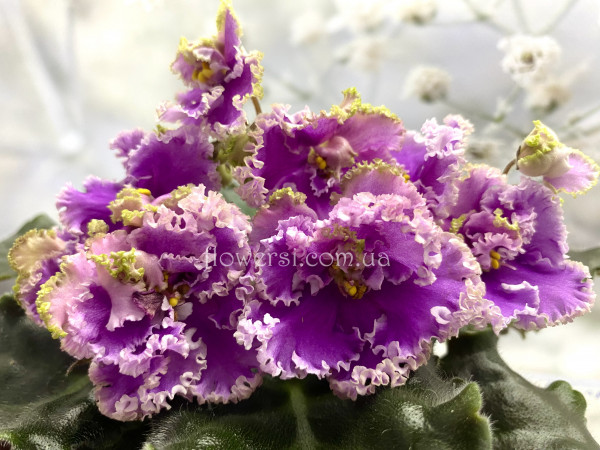 Фиалка Rosie Ruffles (Harrington)