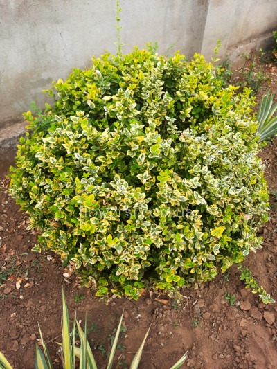 Бересклет Emerald Gold 