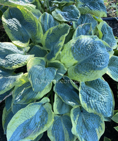 Хоста Frances Williams (Френсіс Вільямс) 