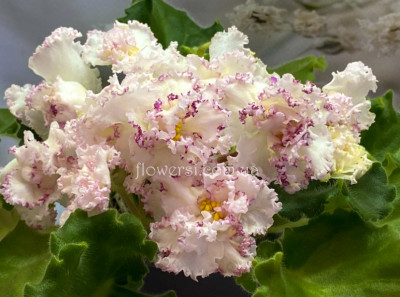 Фіалка Dn-Київські Каштани