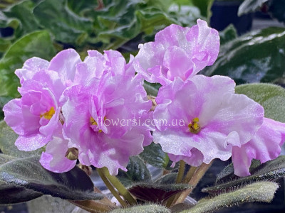 Фіалка Hunter’s Vertigo