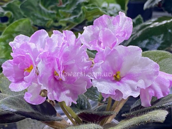 Фіалка Hunter’s Vertigo