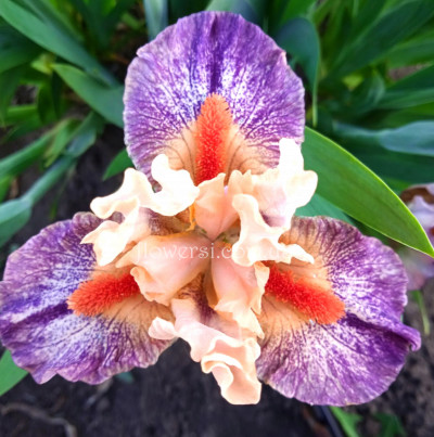 Ирис Little Love Song