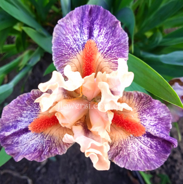 Ирис Little Love Song