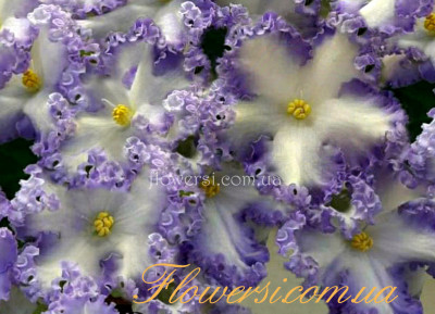 Фиалка РМ-Франческа 