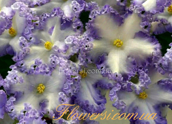 Фиалка РМ-Франческа 