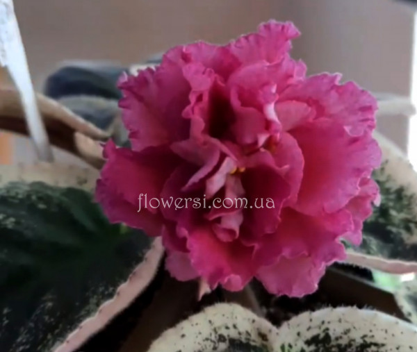  ФиалкаЕК-Шапка Мономаха 