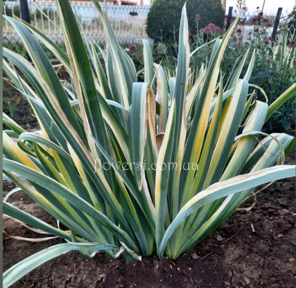 Ирис  variegata декоративный 