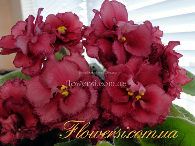 Фиалка Dn-Танамі