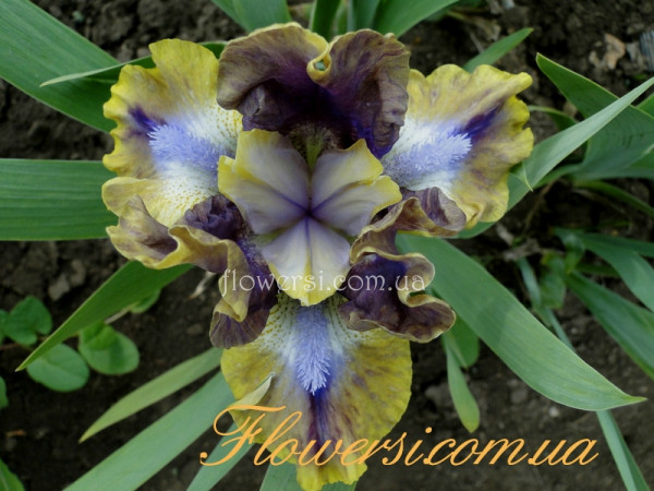 iрис Глинт (Glint)