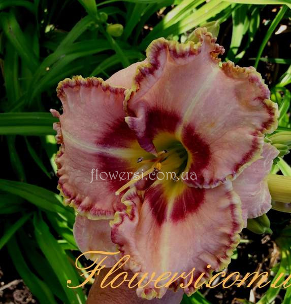 Лилейник Carol Todd (Керол Тодд)