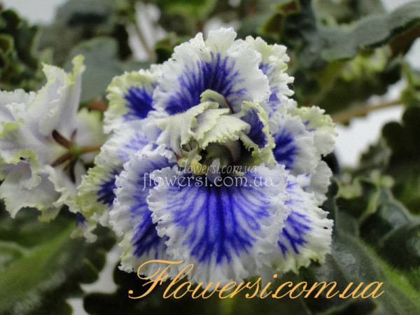 Фиалка Yoki (Horikoshi/Shinohara)