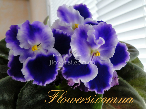 Фиалка Rhapsodie Cora (Holtkamp)