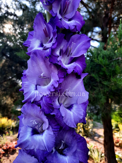 Гладiолус Сапфірова магія 
