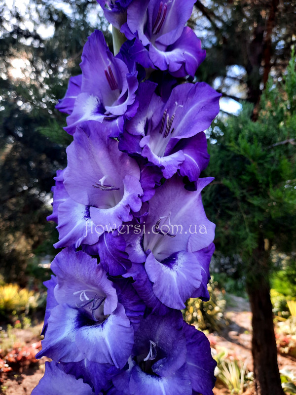 Гладiолус Сапфірова магія 