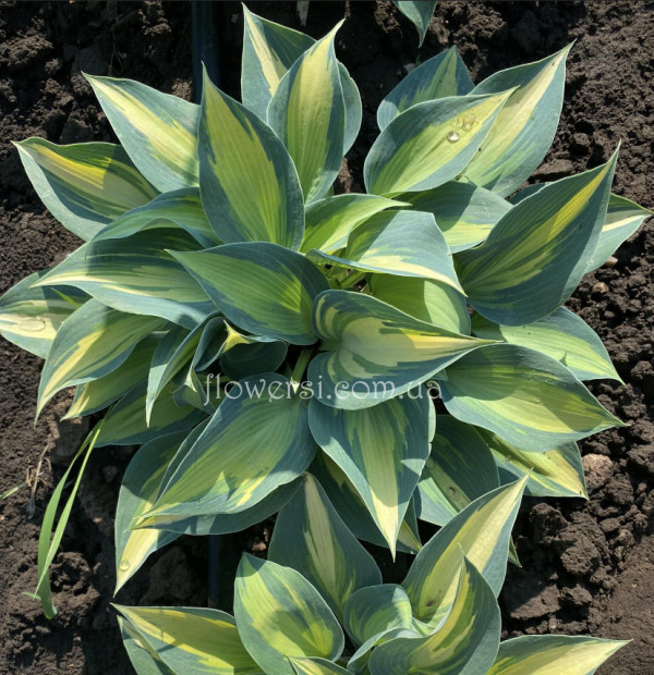 Хоста Touch of Class (Тач оф Класс)