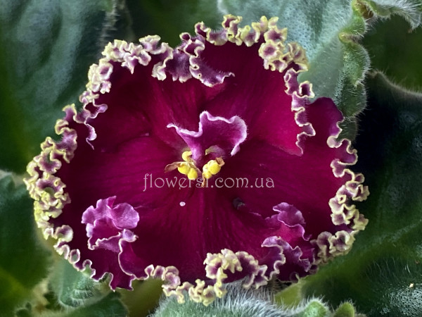 Фіалка АВ-Шекспировские Страсти