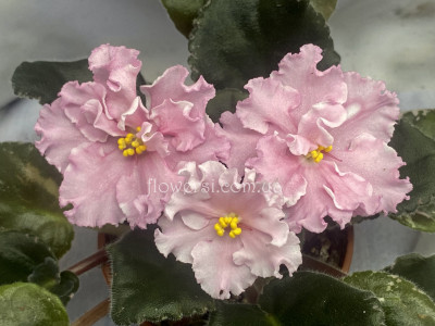 Фіалка ВаТ-Золушка